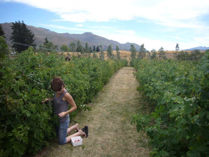 Berry picking yum yum